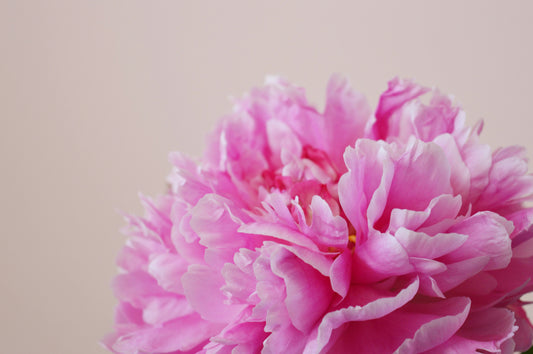 Le langage des fleurs : la pivoine