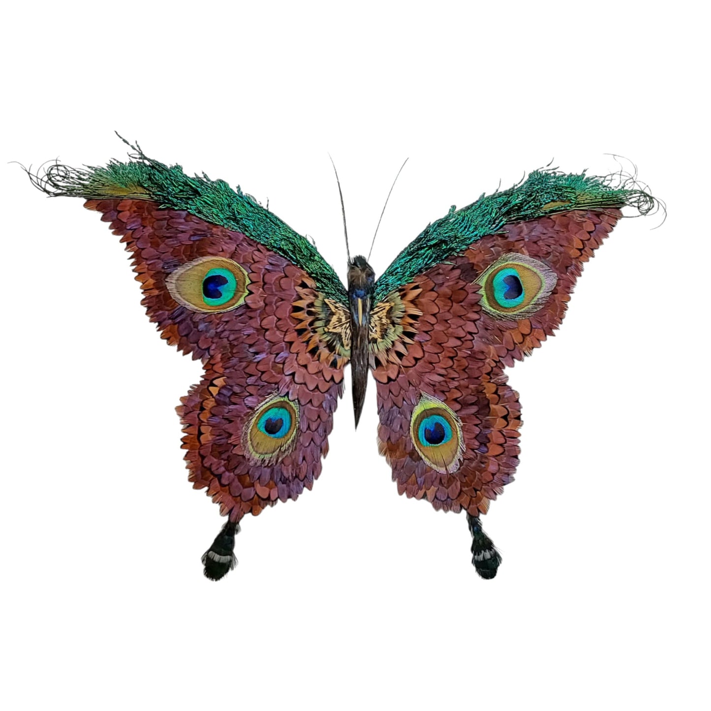 decoplumes-papillon - œuvre d'art réalisée en plumes de faisan et de paon et appelé "le paon du jour"