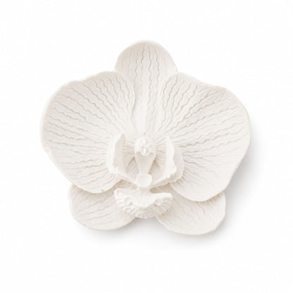Orchidée Papillon