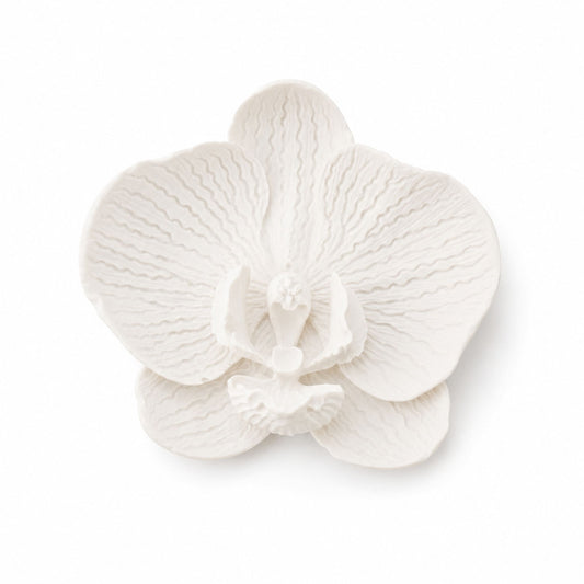Orchidée Papillon